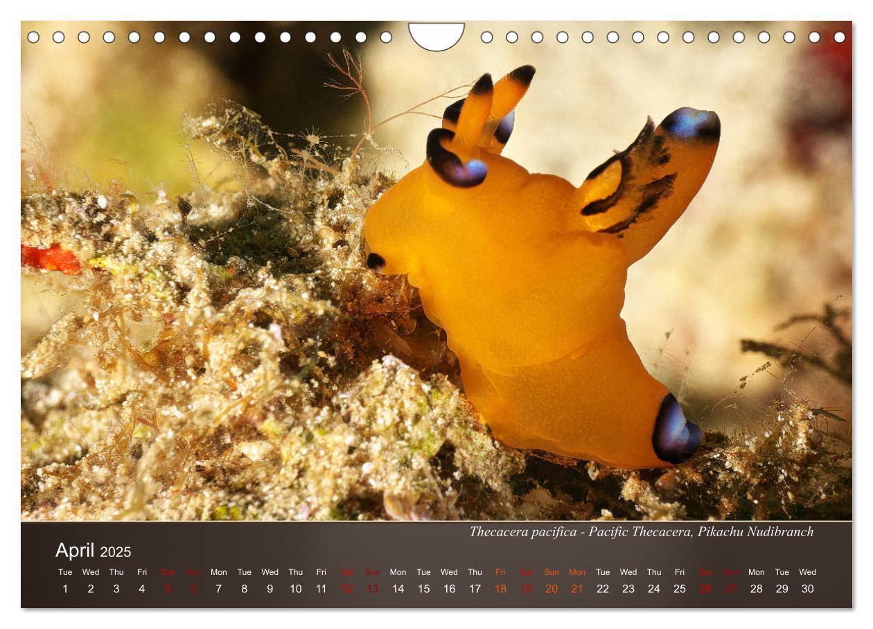 Bild: 9781325940516 | Nudibranchs on the ocean floor (Wall Calendar 2025 DIN A4...