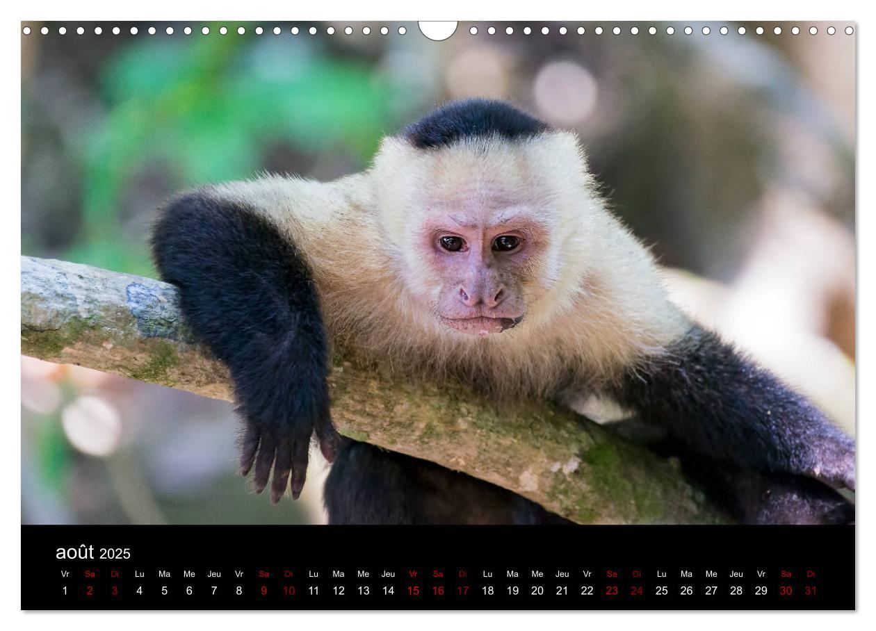 Bild: 9781325937059 | Costa Rica Paradis de la Biodiversité (Calendrier mural 2025 DIN A3...