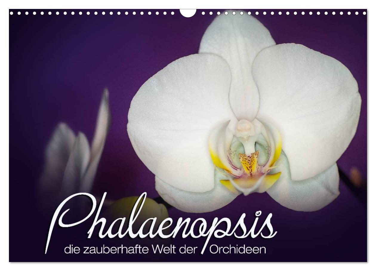 Cover: 9783435689361 | Phalaenopsis - die zauberhafte Welt der Orchideen (Wandkalender...