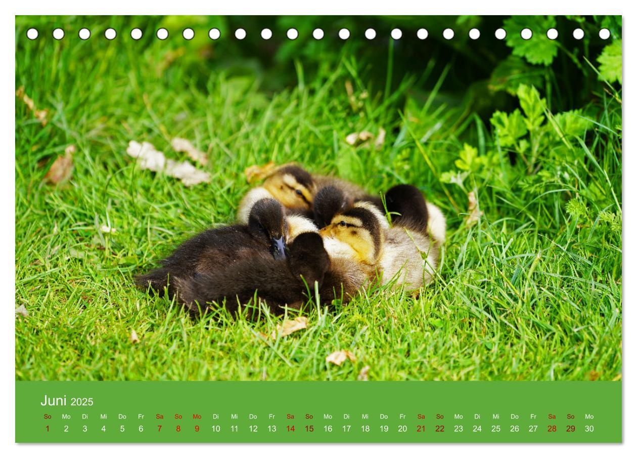 Bild: 9783435019939 | Faszination Enten (Tischkalender 2025 DIN A5 quer), CALVENDO...