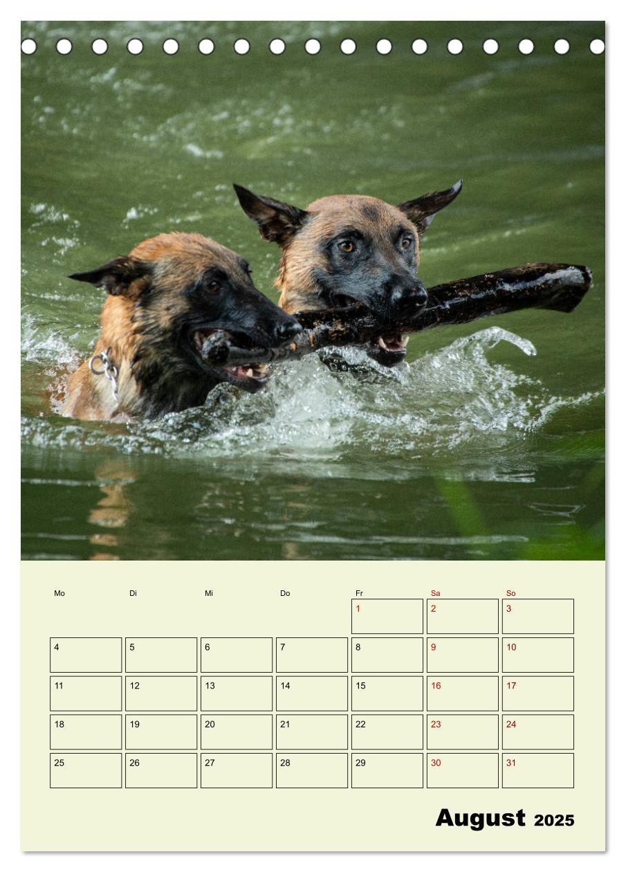 Bild: 9783435946143 | Malinois verlässliche Begleiter (Tischkalender 2025 DIN A5 hoch),...