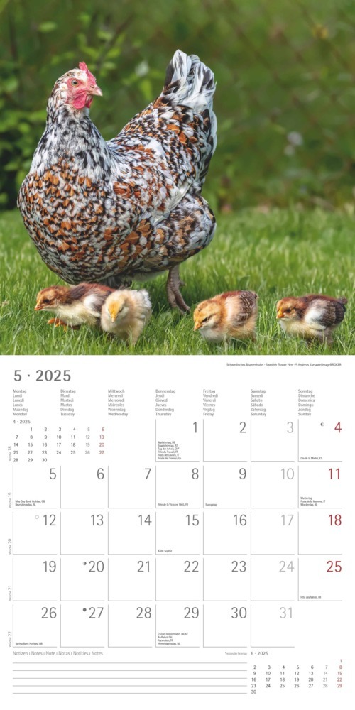 Bild: 4251732344306 | Alpha Edition - Hühner 2025 Broschürenkalender, 30x30cm, Kalender...