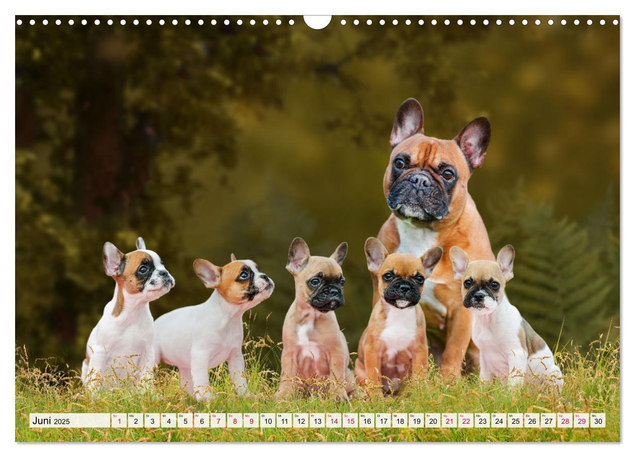 Bild: 9783457178058 | Kleine Helden - Französische Bulldoggen (Wandkalender 2025 DIN A3...