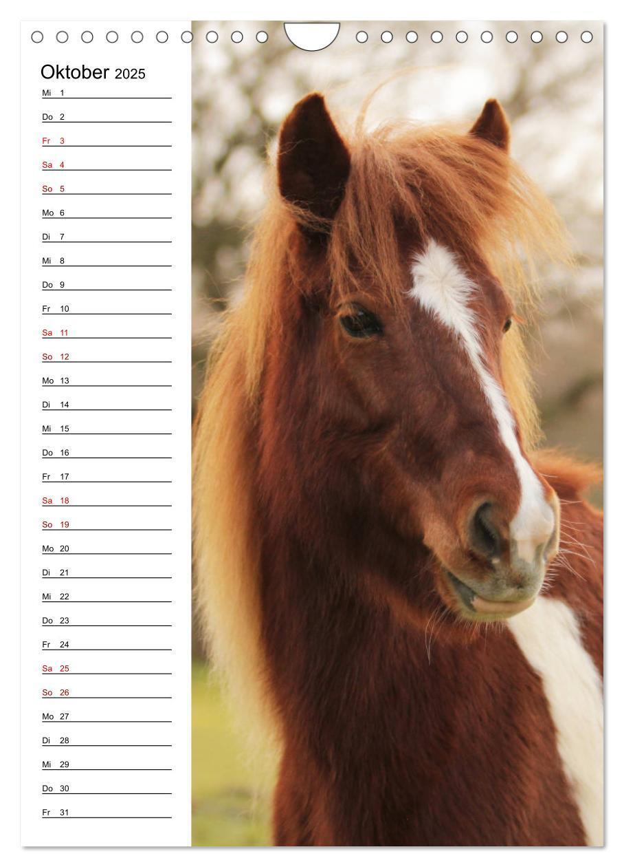 Bild: 9783435974733 | Isländer im Portrait (Wandkalender 2025 DIN A4 hoch), CALVENDO...