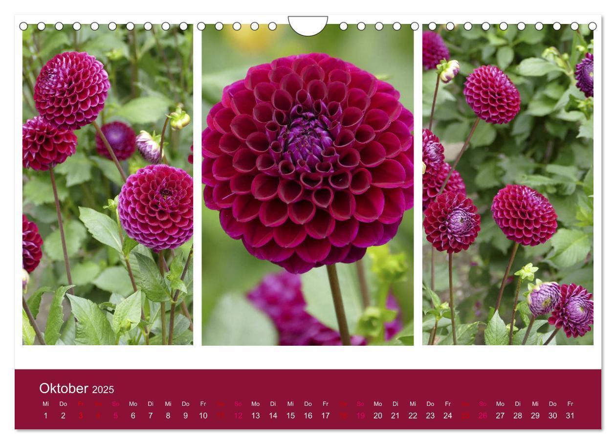 Bild: 9783435376674 | Dahlien-Triplets (Wandkalender 2025 DIN A4 quer), CALVENDO...