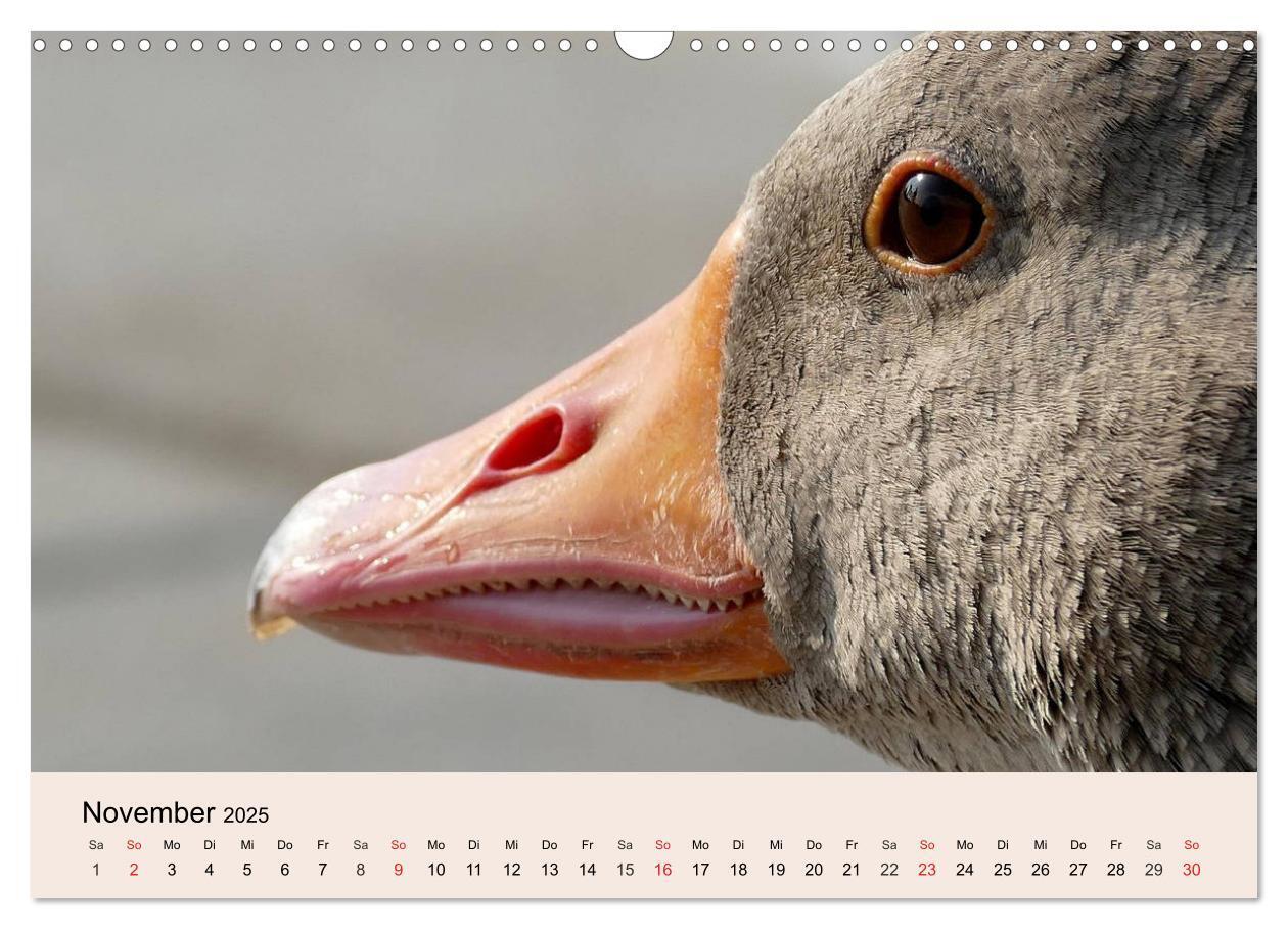 Bild: 9783435316380 | Gänse. Von wegen dumme Gans! (Wandkalender 2025 DIN A3 quer),...