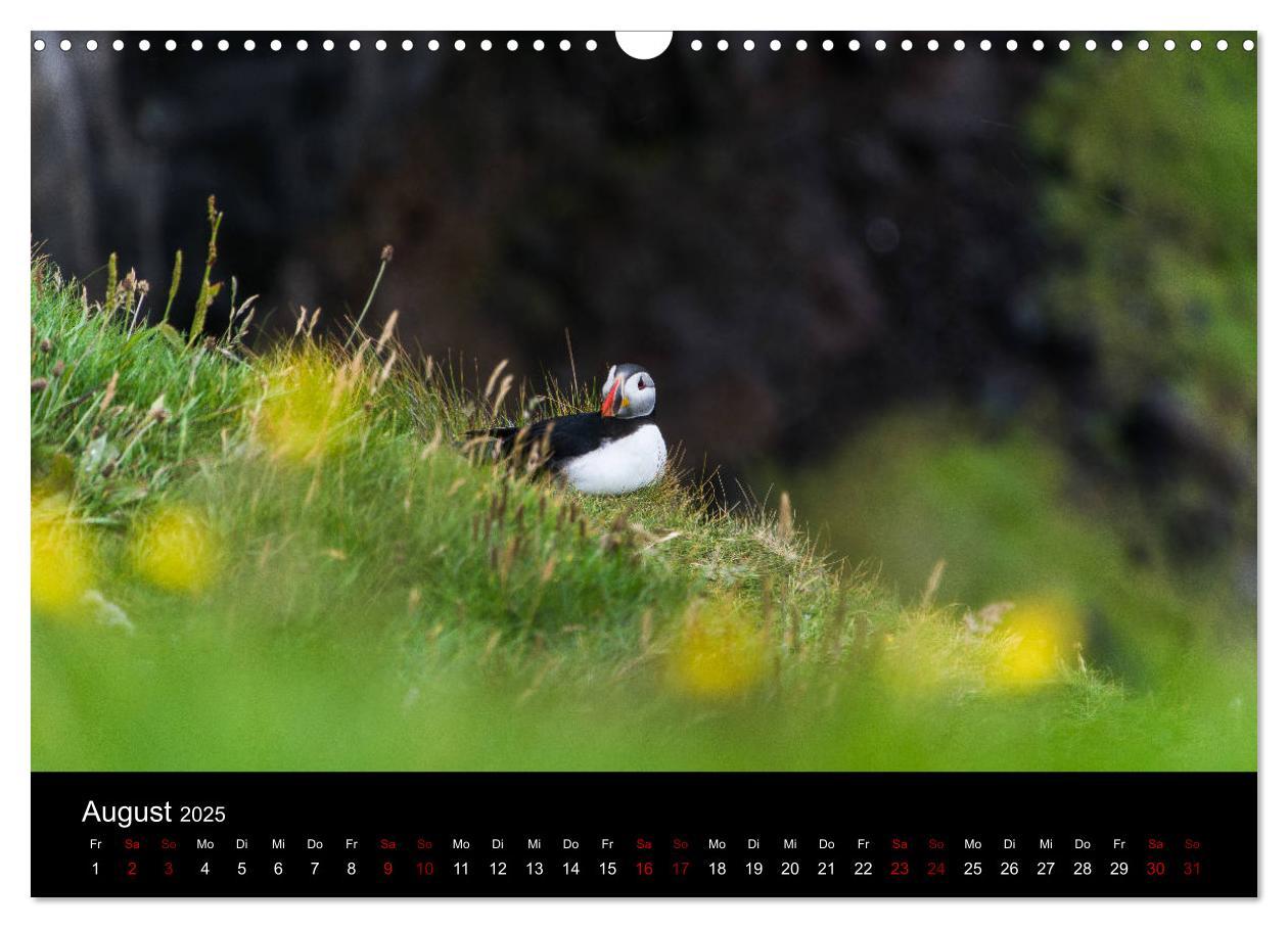 Bild: 9783435410675 | Puffins - Vögel des Nordens (Wandkalender 2025 DIN A3 quer),...