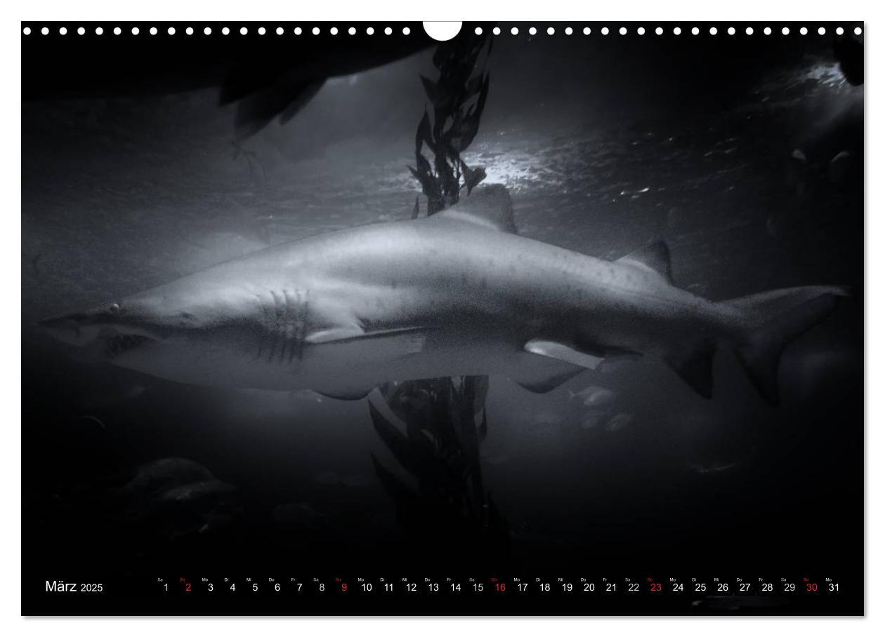 Bild: 9783435586264 | Meerestiere Bilder in Schwarz Weiss (Wandkalender 2025 DIN A3...