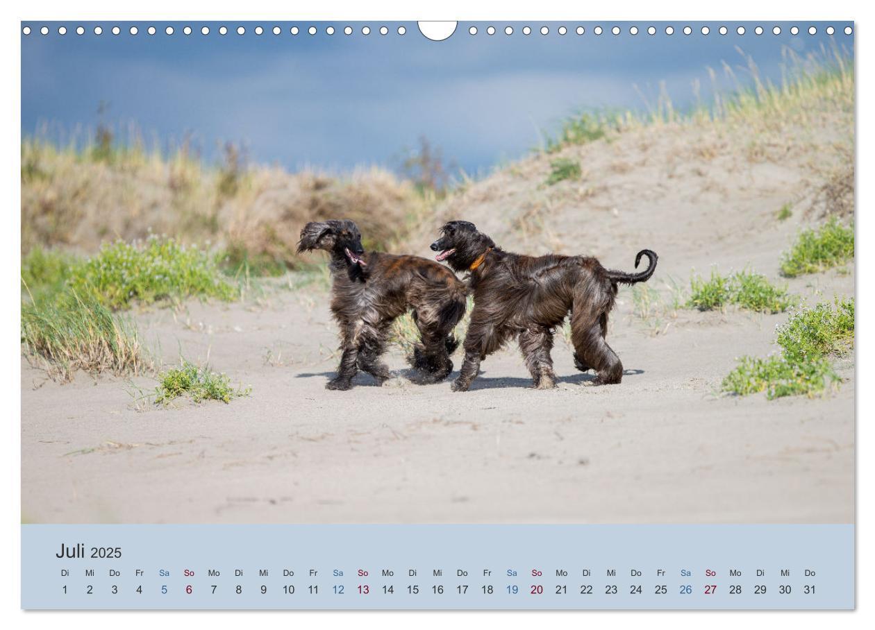 Bild: 9783435413324 | AFGHANISCHE WINDHUNDE 2025 (Wandkalender 2025 DIN A3 quer),...