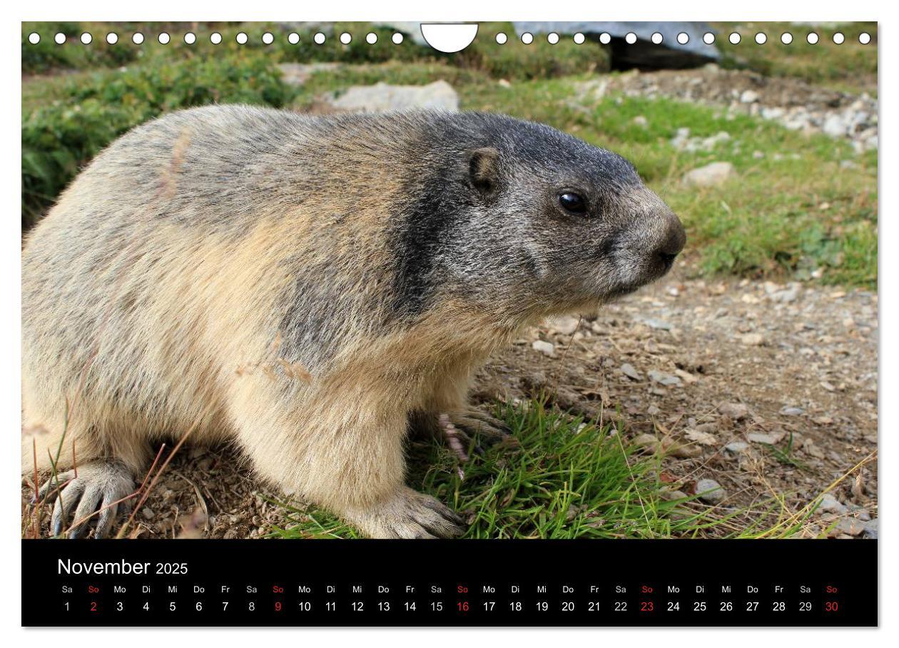 Bild: 9783435784622 | Murmeltiere (Wandkalender 2025 DIN A4 quer), CALVENDO Monatskalender