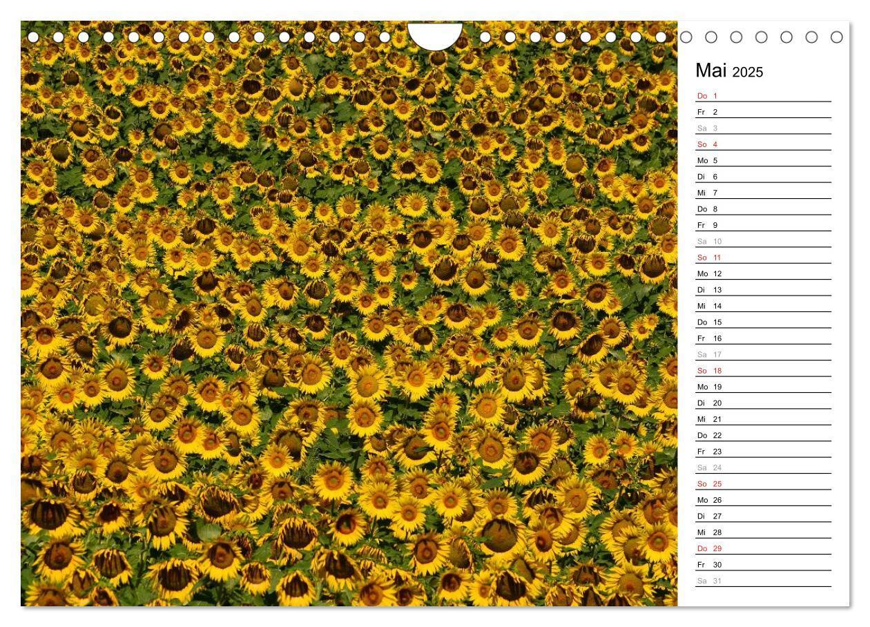 Bild: 9783435477142 | Ein Jahr lang Sonnenblumen (Wandkalender 2025 DIN A4 quer),...