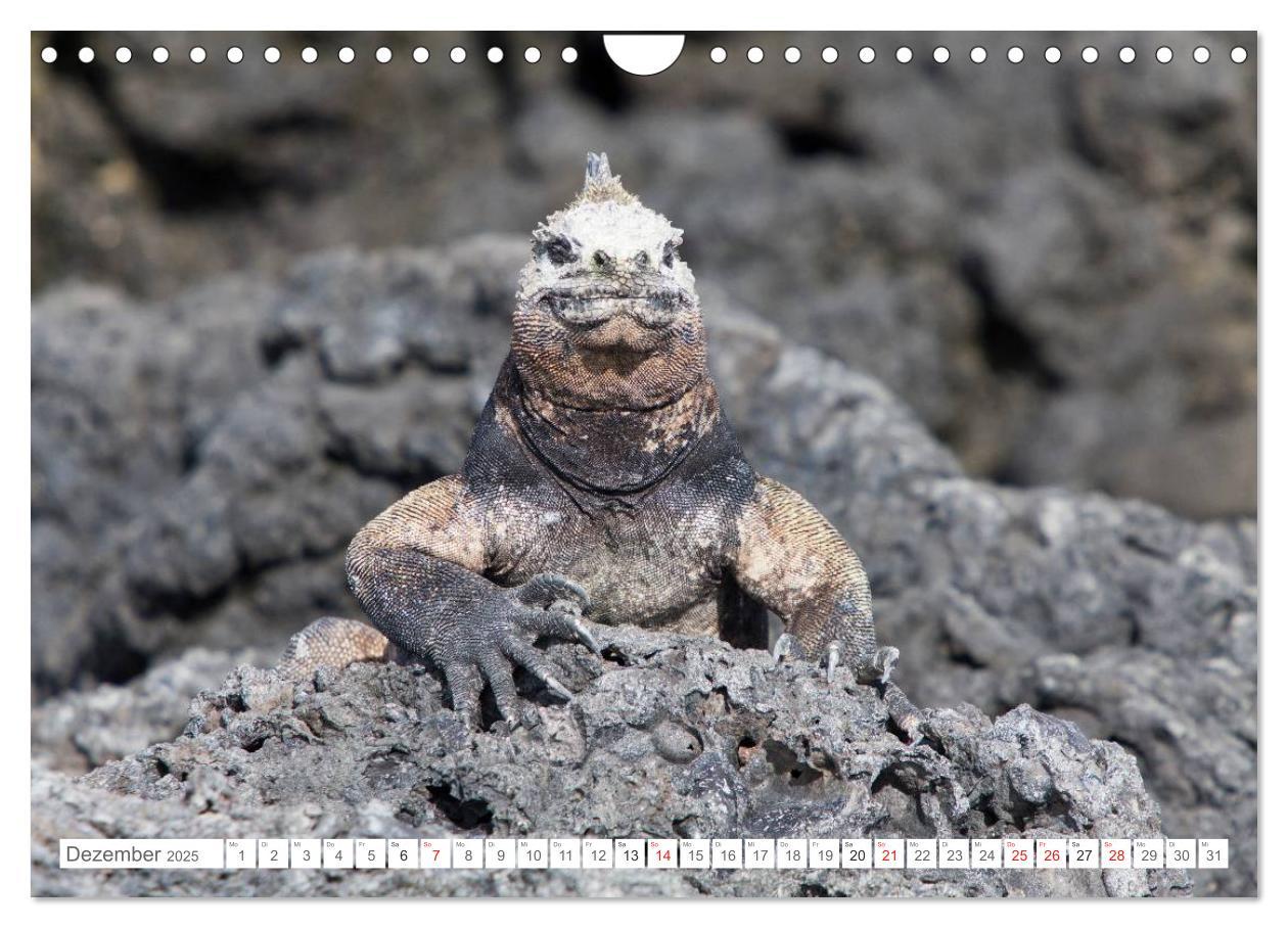 Bild: 9783435630684 | Galapagos. Verzauberte Inseln (Wandkalender 2025 DIN A4 quer),...