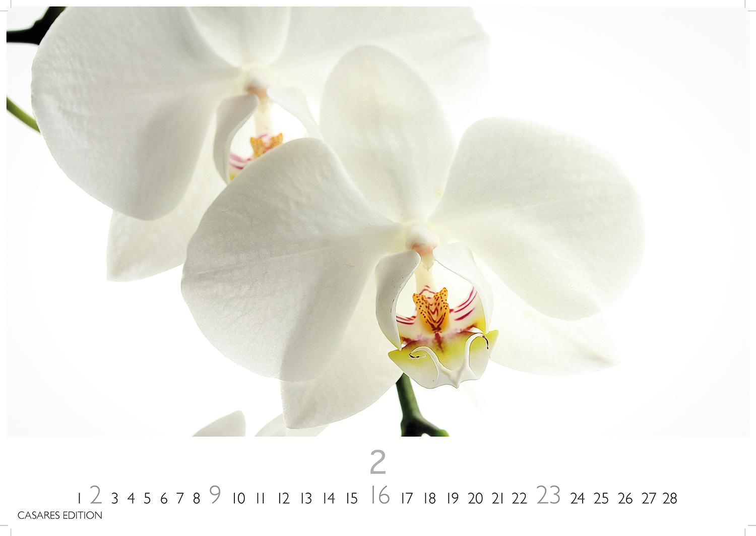 Bild: 9781835242162 | Flower Fantasy 2025 L 35x50cm | Kalender | 14 S. | Deutsch | 2025