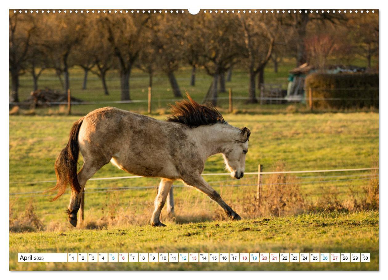 Bild: 9783435171699 | Durch das Jahr mit dem Connemara Pony Holly (Wandkalender 2025 DIN...