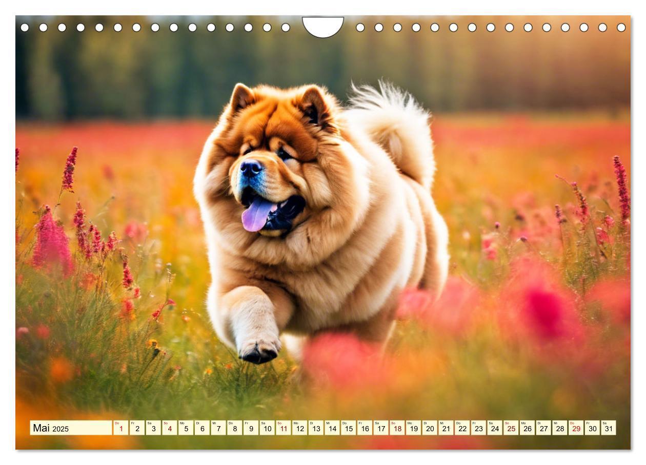 Bild: 9783457015513 | Chow Chow - der Löwenkopfhund (Wandkalender 2025 DIN A4 quer),...