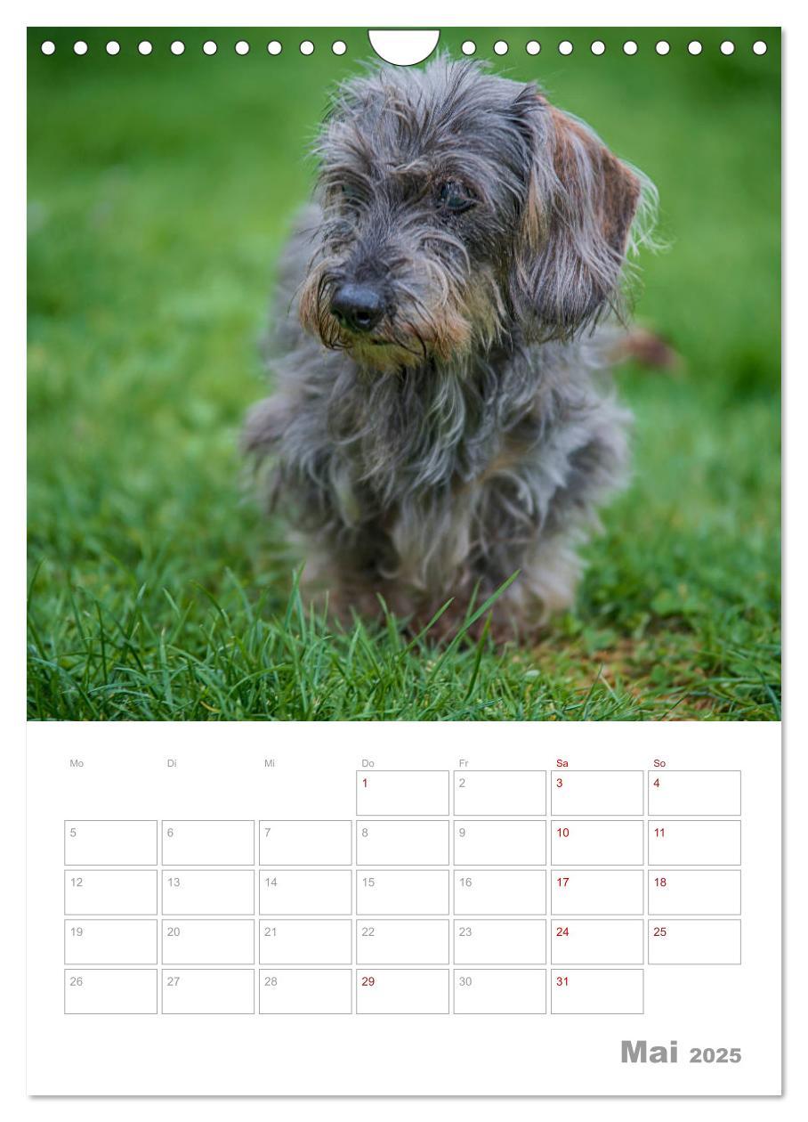 Bild: 9783435974030 | Dackelportraits (Wandkalender 2025 DIN A4 hoch), CALVENDO...