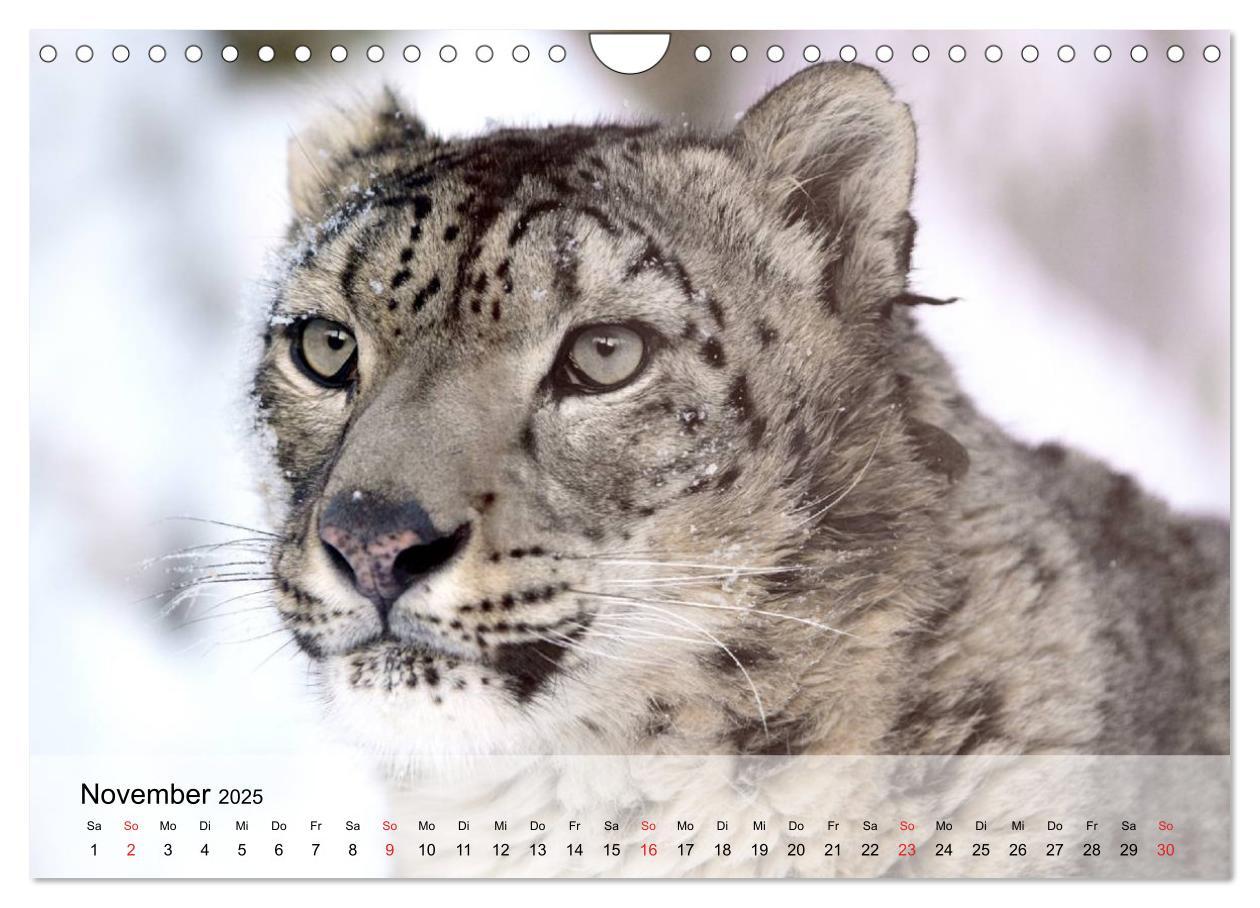 Bild: 9783435600908 | Leoparden. Elegante Jäger (Wandkalender 2025 DIN A4 quer), CALVENDO...