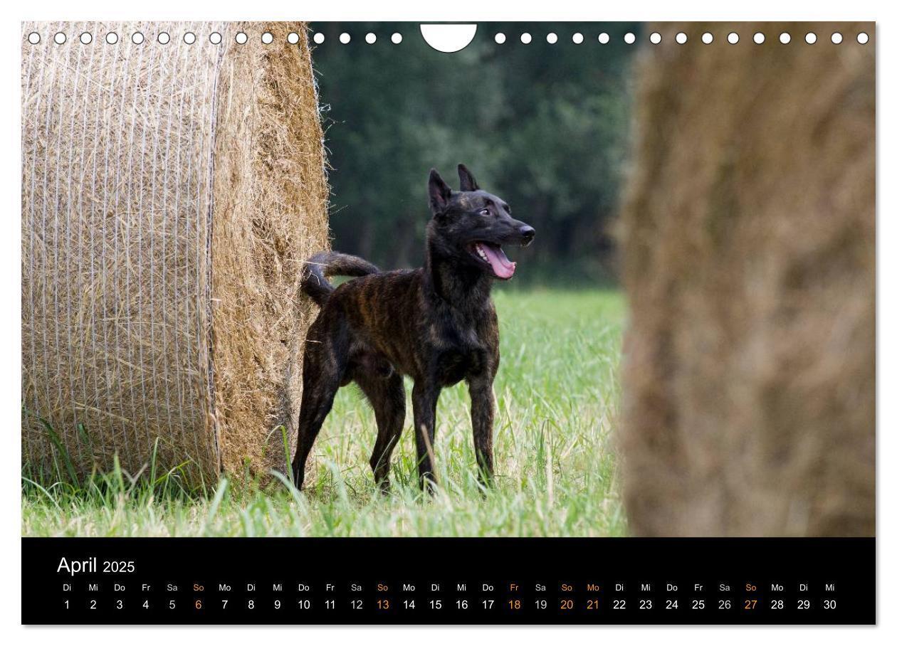 Bild: 9783435687756 | Holländischer Schäferhund (Wandkalender 2025 DIN A4 quer), CALVENDO...