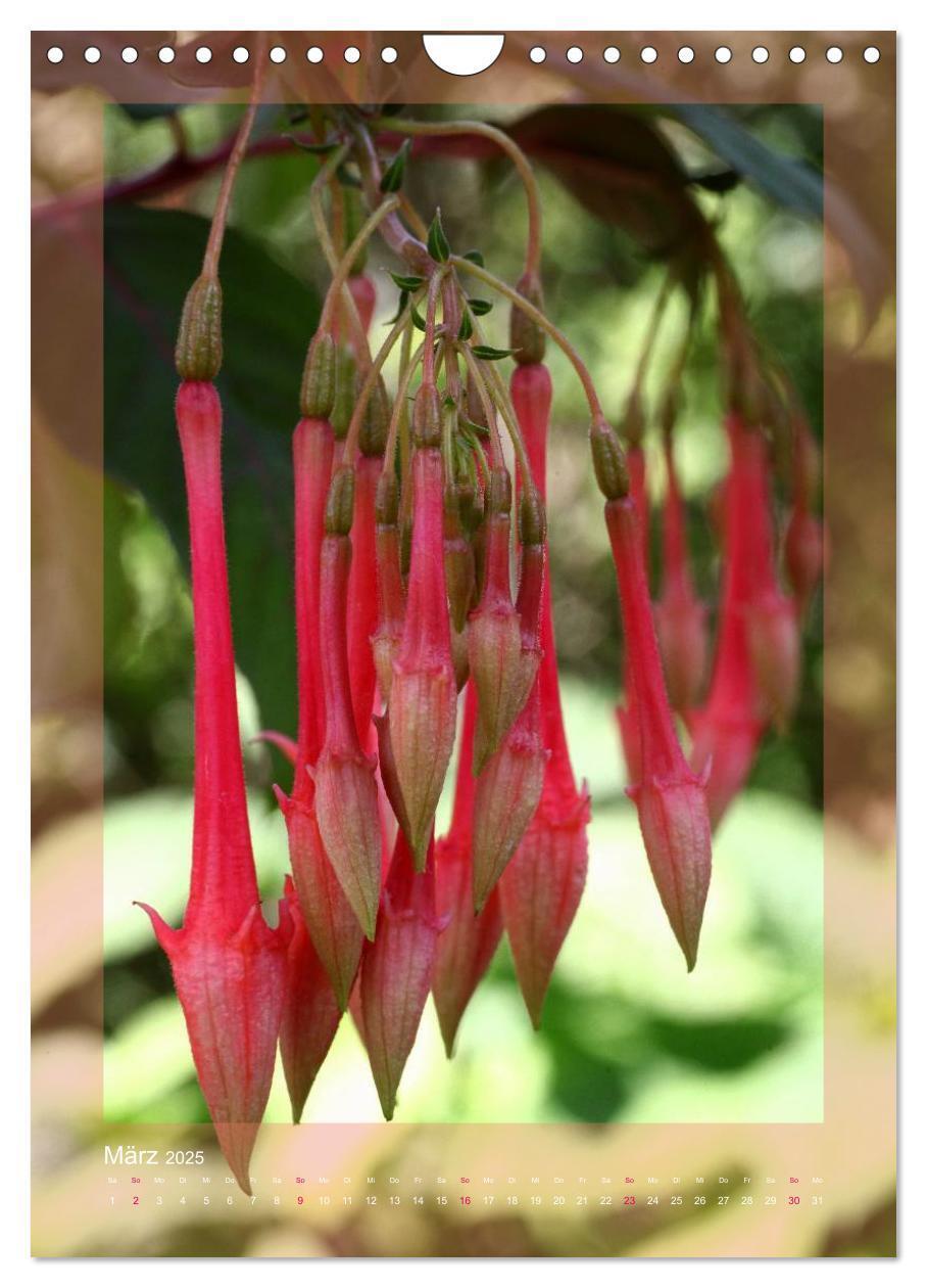 Bild: 9783457050545 | Faszinierende Fuchsien (Wandkalender 2025 DIN A4 hoch), CALVENDO...