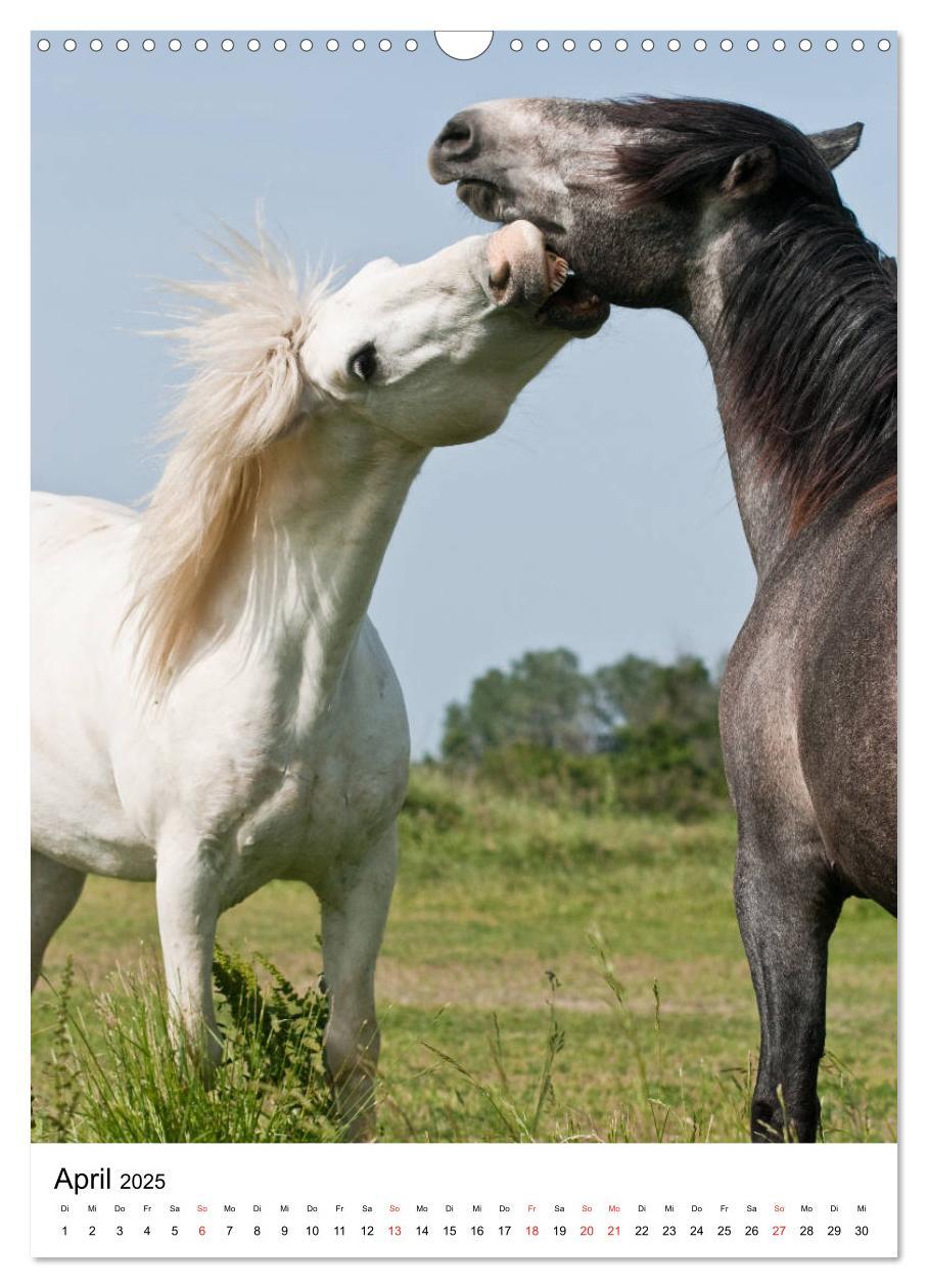 Bild: 9783435971725 | Camargue Pferde - weiße Mähnen (Wandkalender 2025 DIN A3 hoch),...