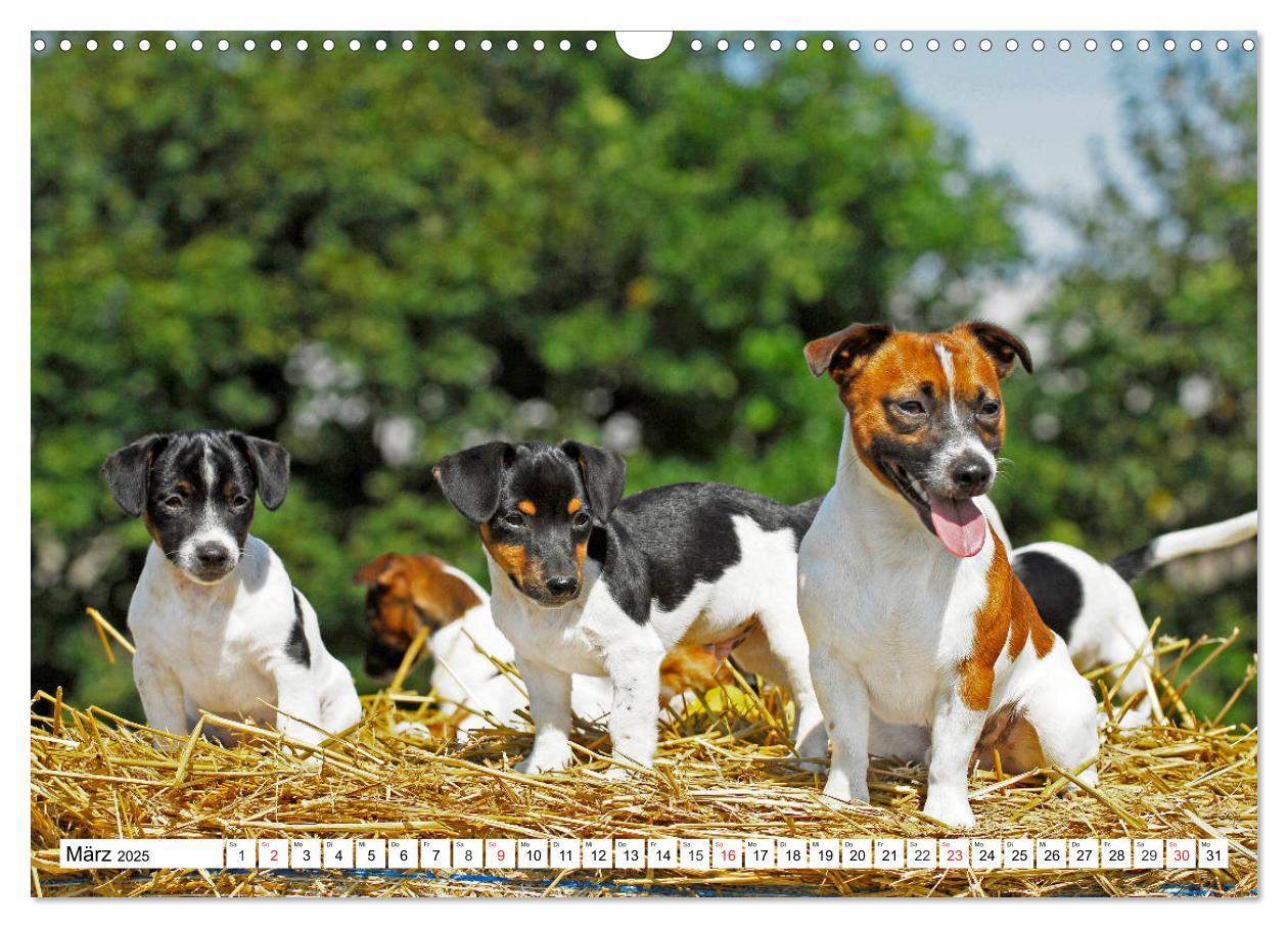 Bild: 9783435250462 | 100000 Volt auf vier Pfoten - Jack und Parson Russell Terrier...