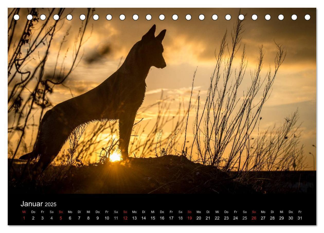 Bild: 9783435633012 | Belgische Schäferhunde - Der Malinois im Licht (Tischkalender 2025...