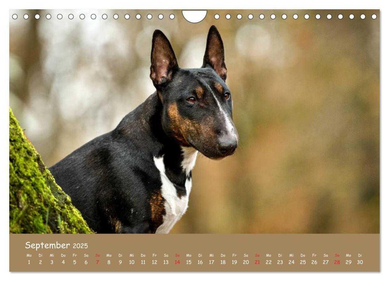 Bild: 9783435314577 | Einmal Bullterrier - immer Bullterrier (Wandkalender 2025 DIN A4...