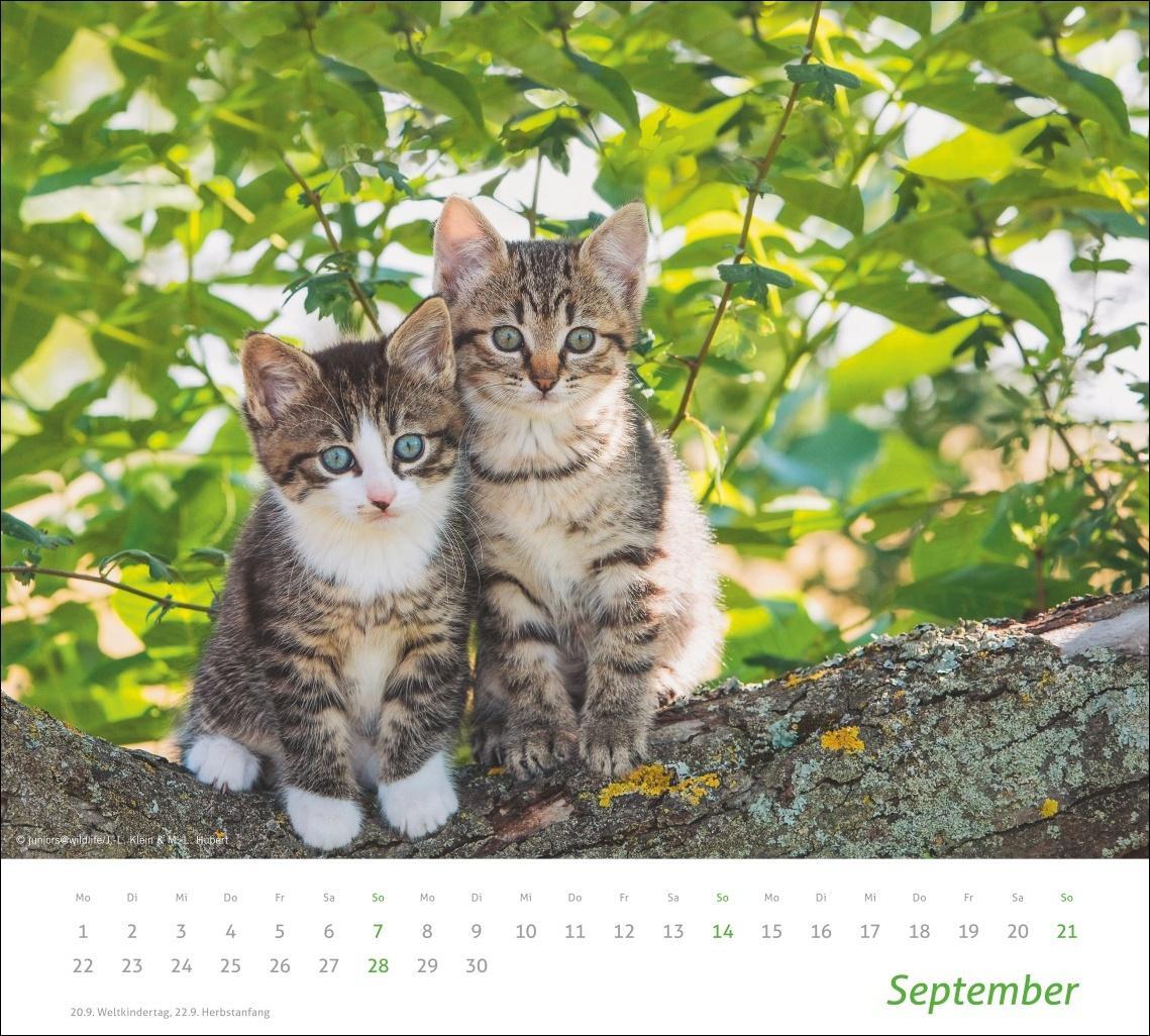 Bild: 9783756406852 | Katzen Bildkalender 2025 | Heye | Kalender | times&amp;more Kalender Heye