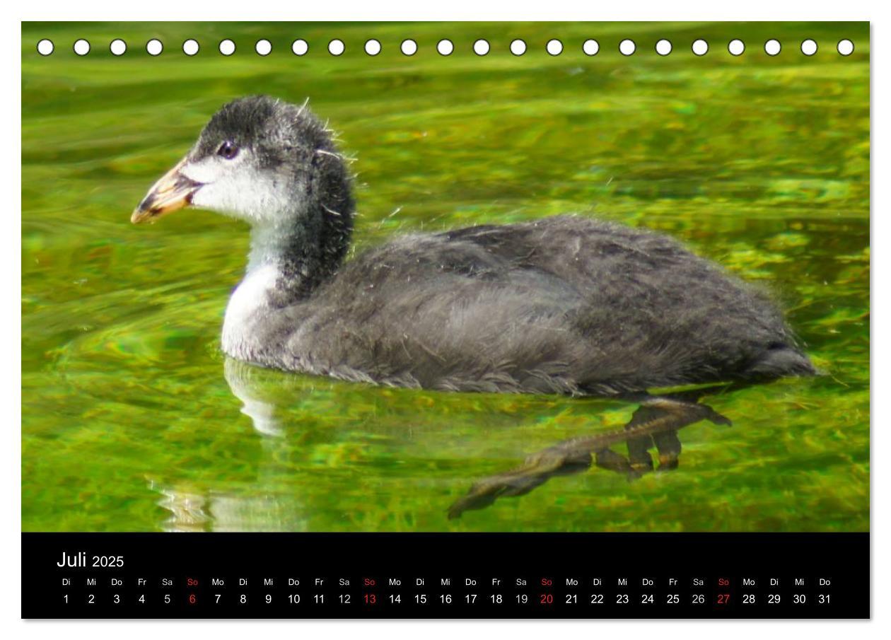 Bild: 9783435833610 | Das Leben der Enten (Tischkalender 2025 DIN A5 quer), CALVENDO...