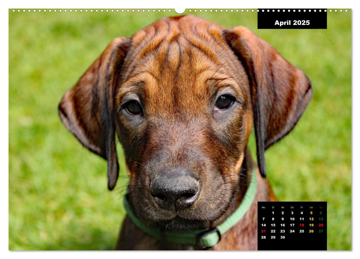 Bild: 9783383889677 | Rhodesian Ridgeback, Charmante Herzensbrecher (hochwertiger Premium...