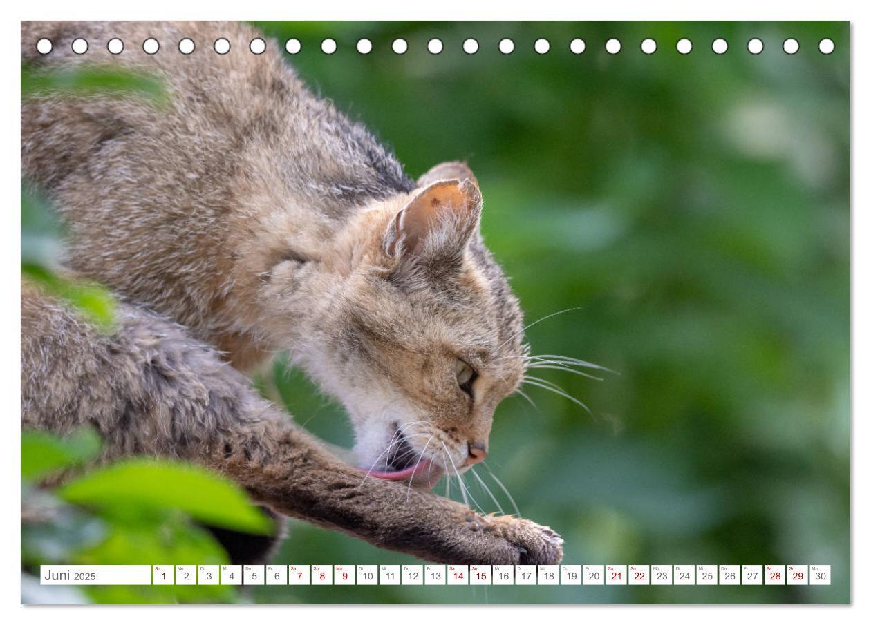 Bild: 9783435218394 | Wildkatzen - die anmutigsten Raubiere in Europa. (Tischkalender...