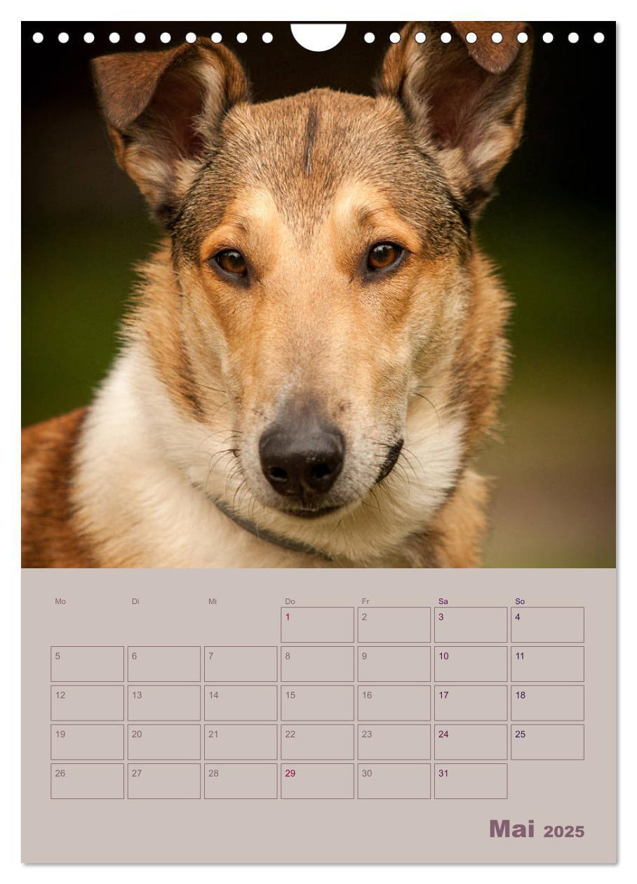 Bild: 9783457052280 | Kurzhaarcollies (Wandkalender 2025 DIN A4 hoch), CALVENDO...