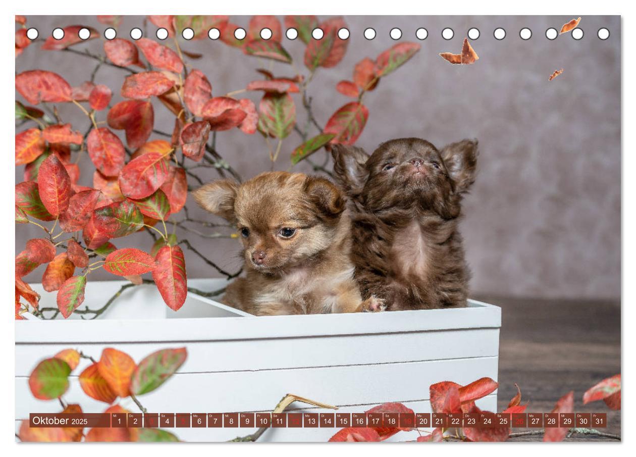 Bild: 9783435286645 | Chihuahua-Babys - Amy und Angel im Studio (Tischkalender 2025 DIN...