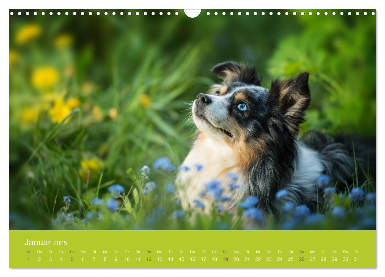 Bild: 9783435229130 | Traumschnauzen (Wandkalender 2025 DIN A3 quer), CALVENDO...