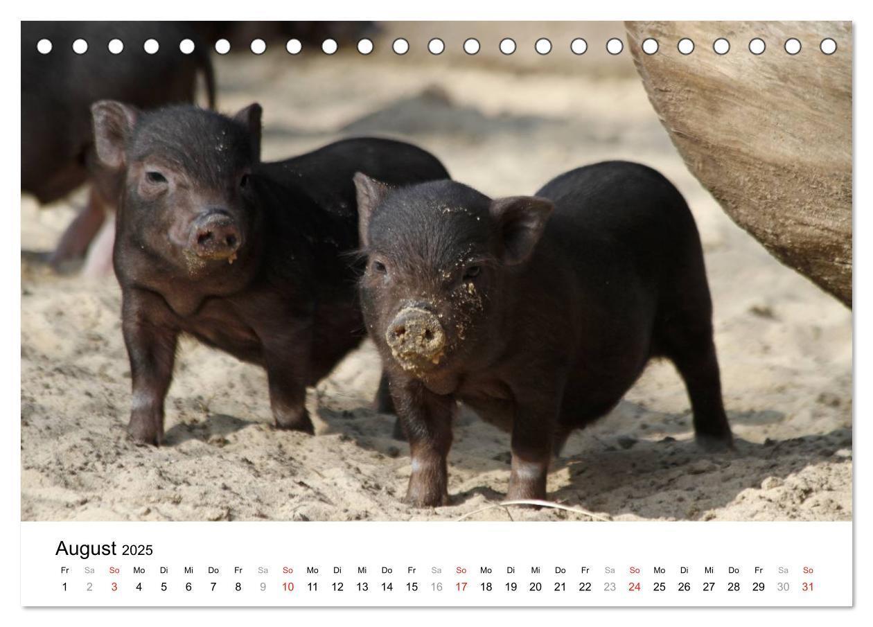 Bild: 9783435777501 | Schwein gehabt! (Tischkalender 2025 DIN A5 quer), CALVENDO...