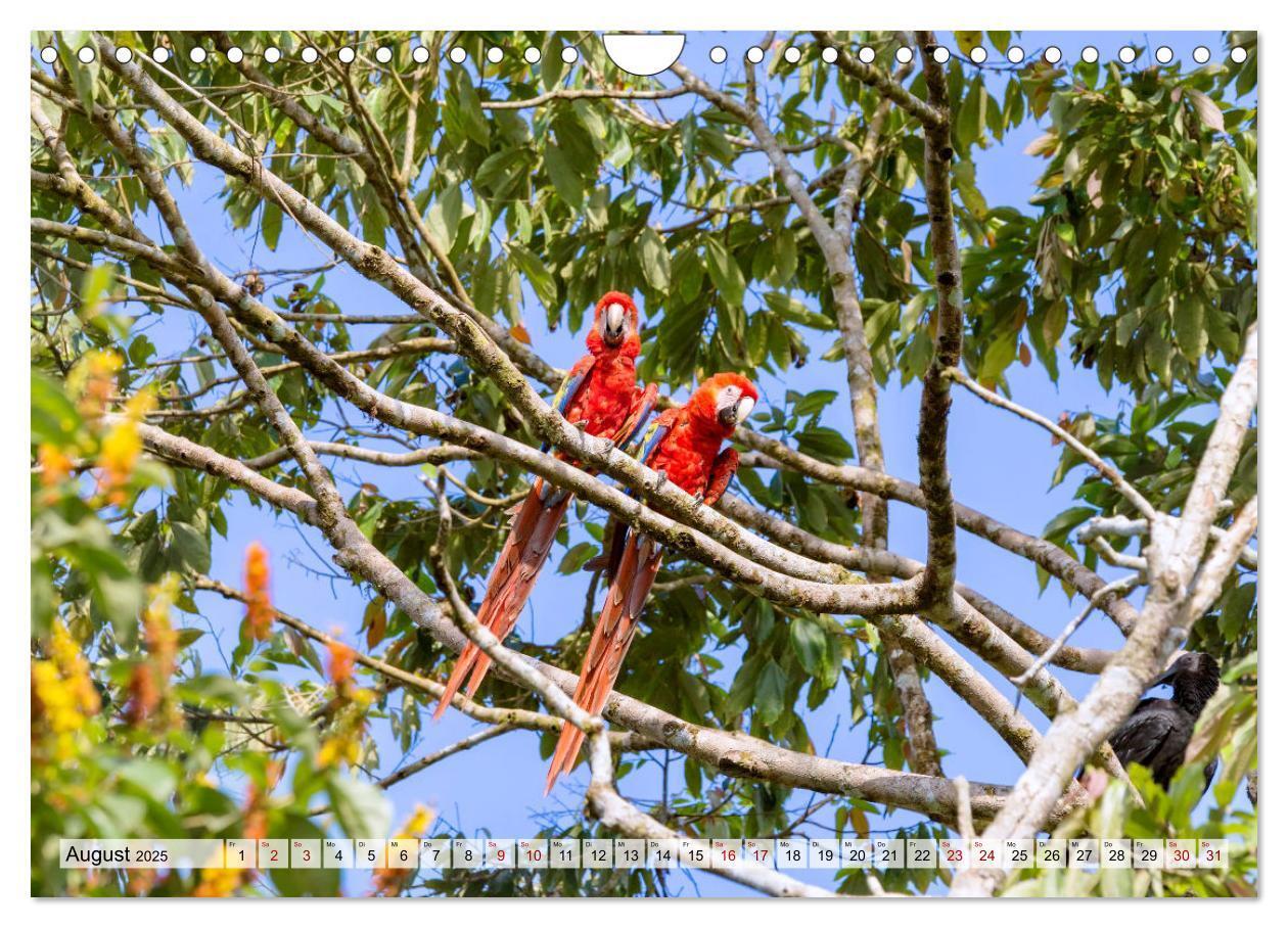 Bild: 9783383949708 | Costa Rica - Tierwelt und Landschaften (Wandkalender 2025 DIN A4...