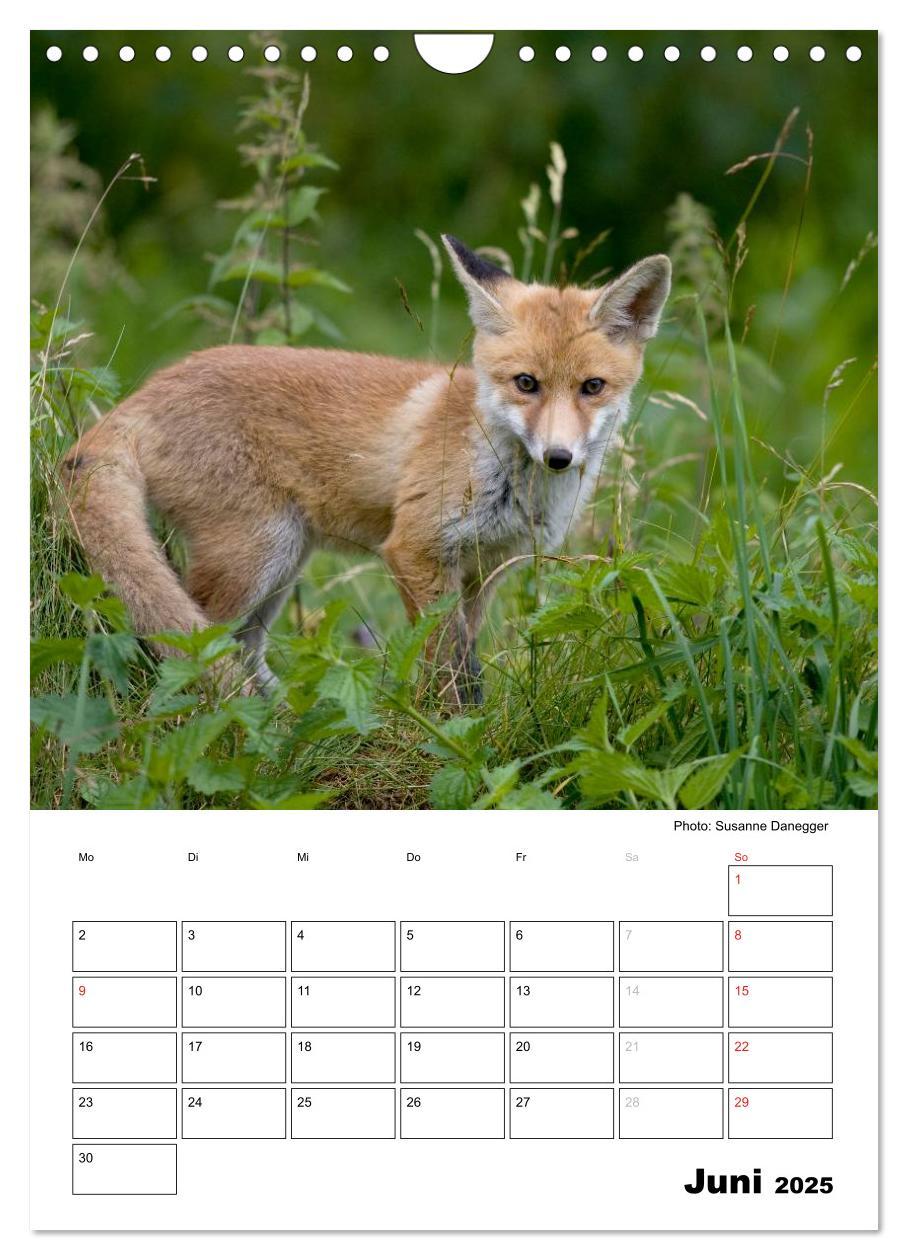 Bild: 9783457087008 | Rotfuchs - Impressionen (Wandkalender 2025 DIN A4 hoch), CALVENDO...