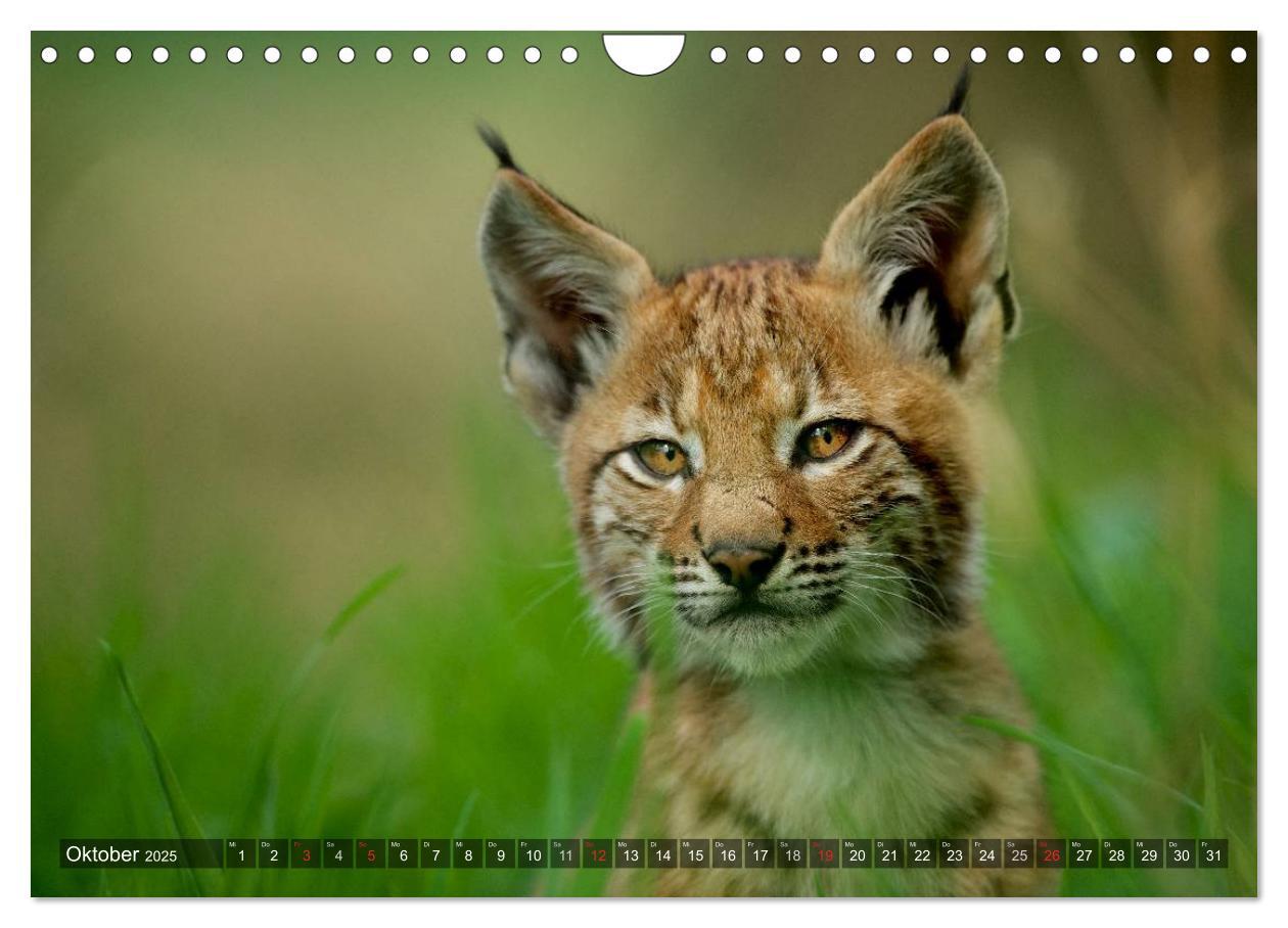 Bild: 9783435690213 | Der Luchs - Dem Pinselohr auf der Spur (Wandkalender 2025 DIN A4...