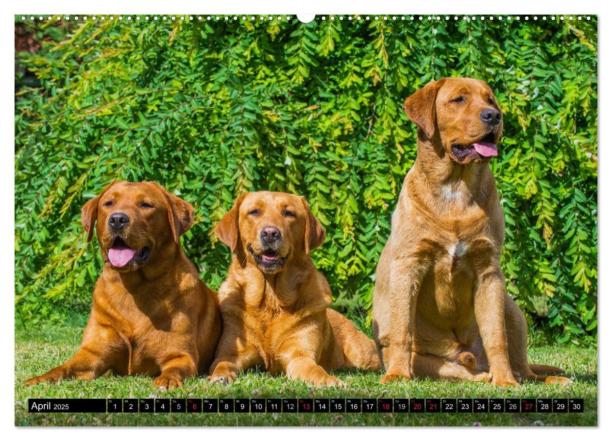 Bild: 9783435640805 | Labrador Retriever - ein Herz auf 4 Pfoten (Wandkalender 2025 DIN...