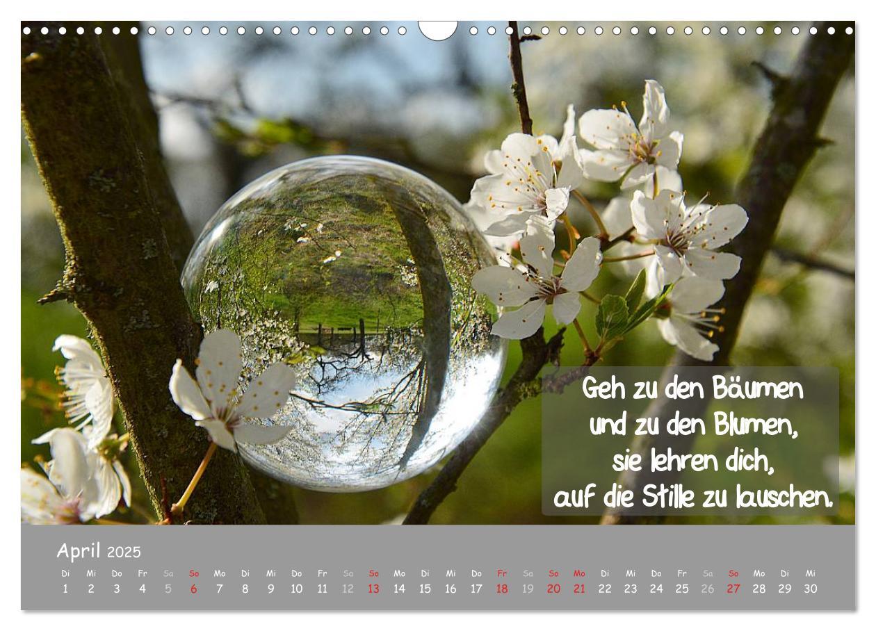 Bild: 9783435486960 | Wunderbare Waldkugeln (Wandkalender 2025 DIN A3 quer), CALVENDO...