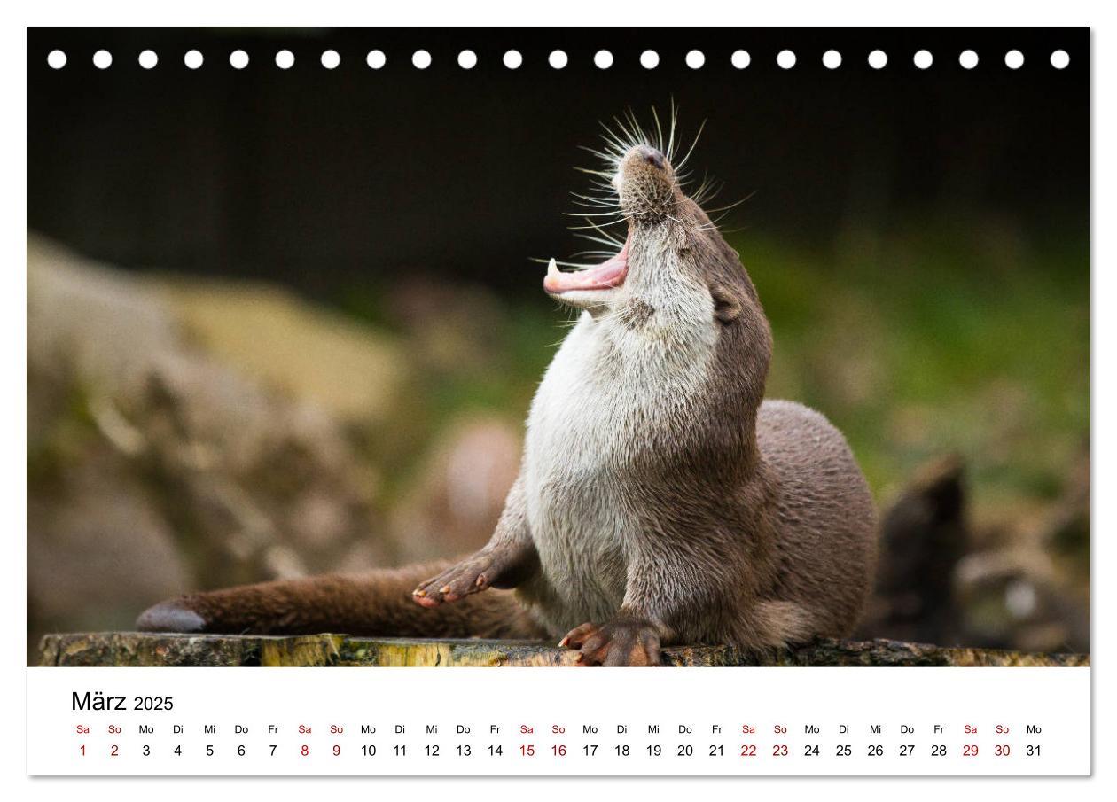 Bild: 9783435372102 | Otter - Jäger an Flüssen und Seen (Tischkalender 2025 DIN A5 quer),...