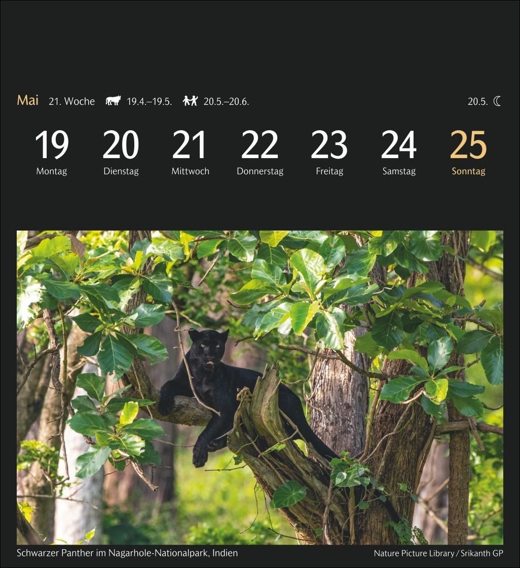 Bild: 9783840035111 | Magic Nature Postkartenkalender Kalender 2025 - Kalender mit 53...