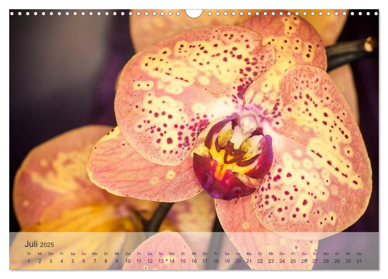 Bild: 9783435689361 | Phalaenopsis - die zauberhafte Welt der Orchideen (Wandkalender...