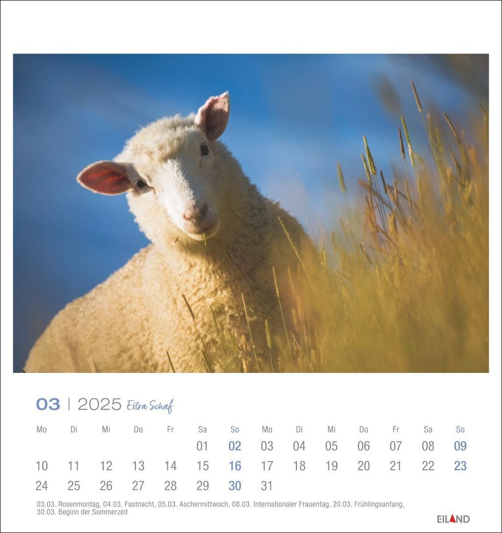 Bild: 9783964023254 | Extra Schaf Postkartenkalender 2025 | Eiland | Kalender | 13 S. | 2025