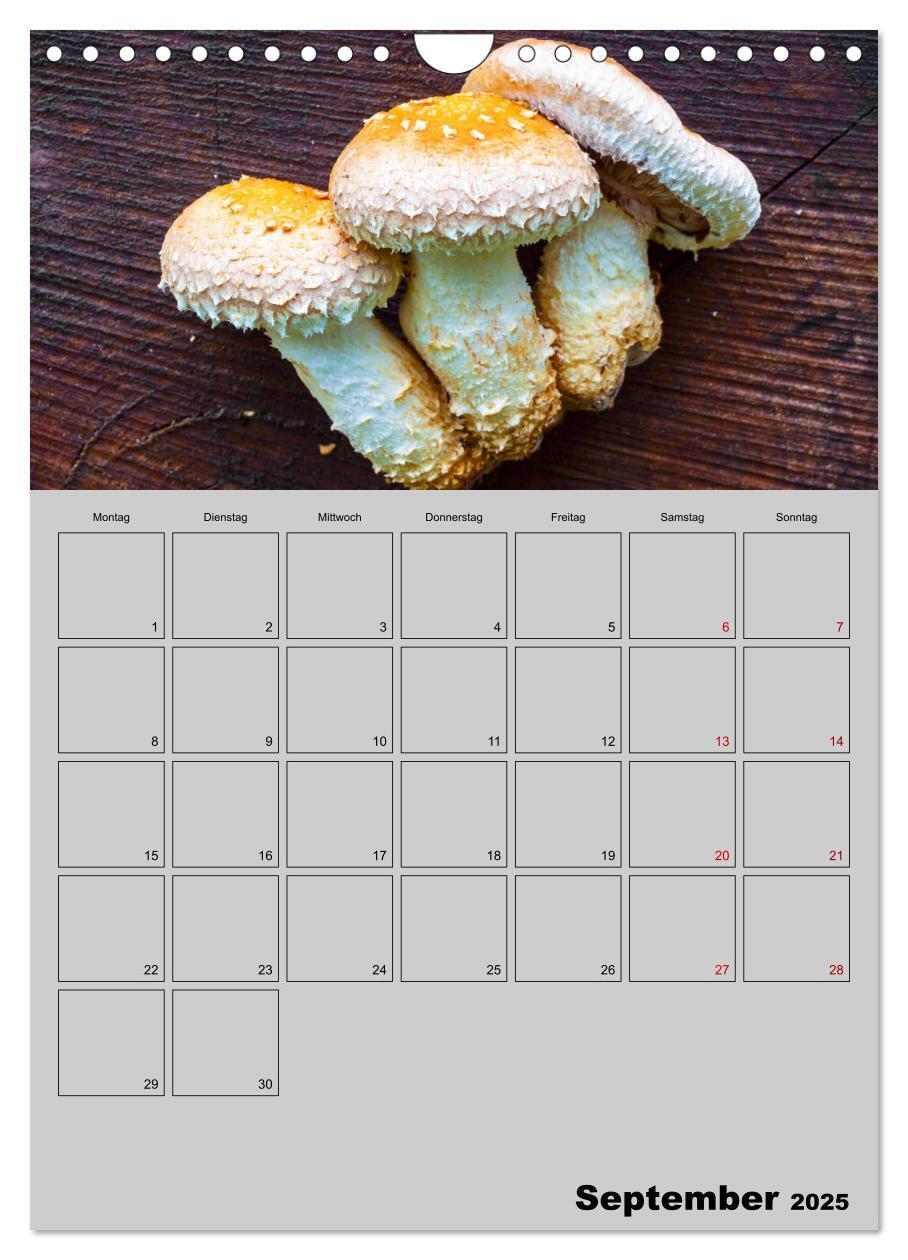 Bild: 9783435943791 | Quer durch die Pilze (Wandkalender 2025 DIN A4 hoch), CALVENDO...