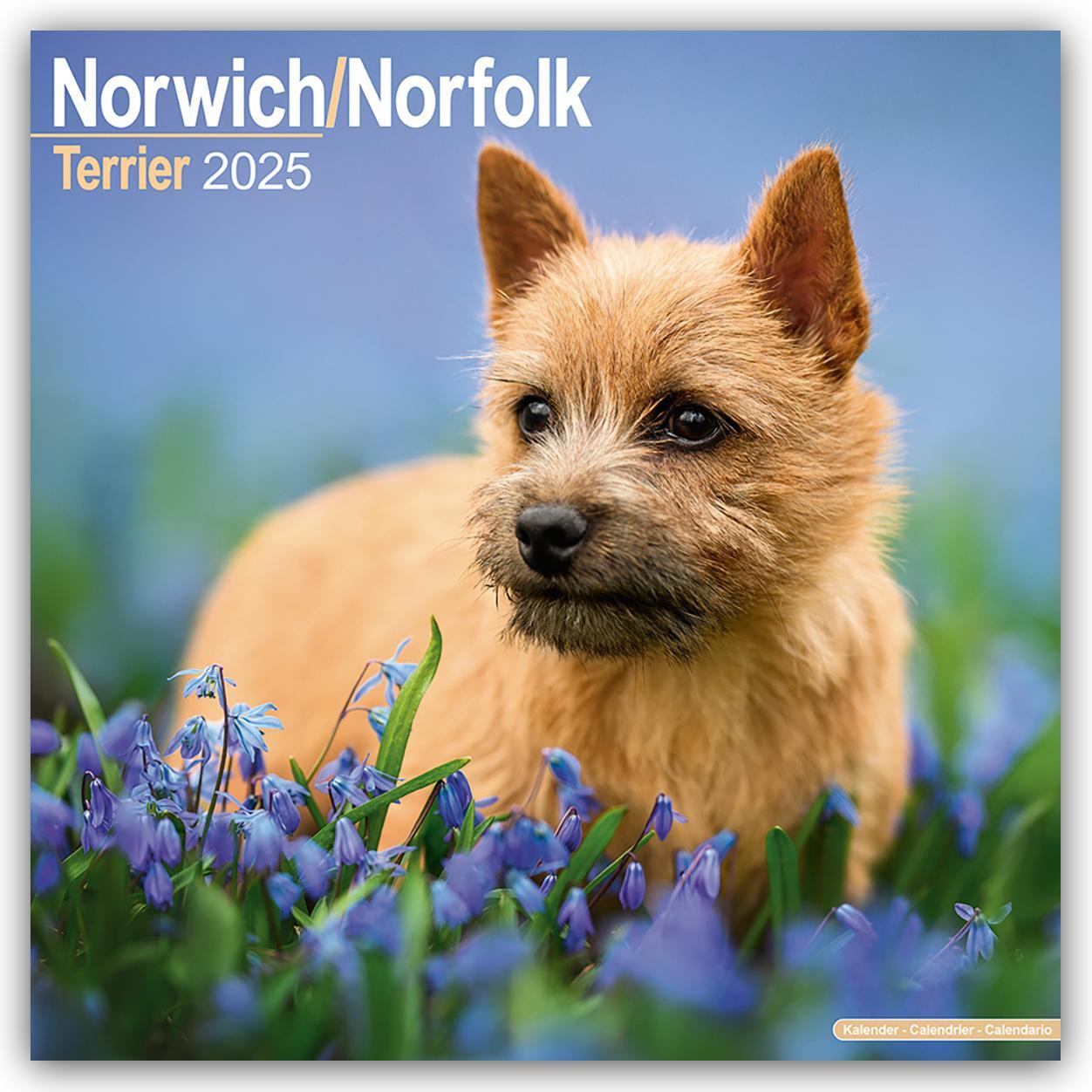 Cover: 9781804603703 | Norfolk Terrier 2025 - 16-Monatskalender - Original...