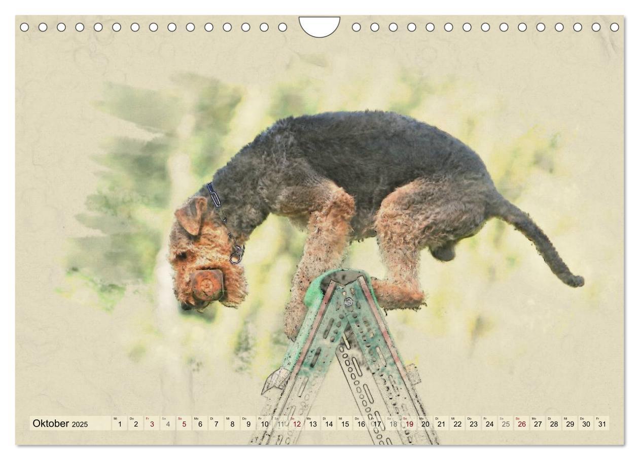 Bild: 9783435627639 | Airedale Terrier 2025 (Wandkalender 2025 DIN A4 quer), CALVENDO...