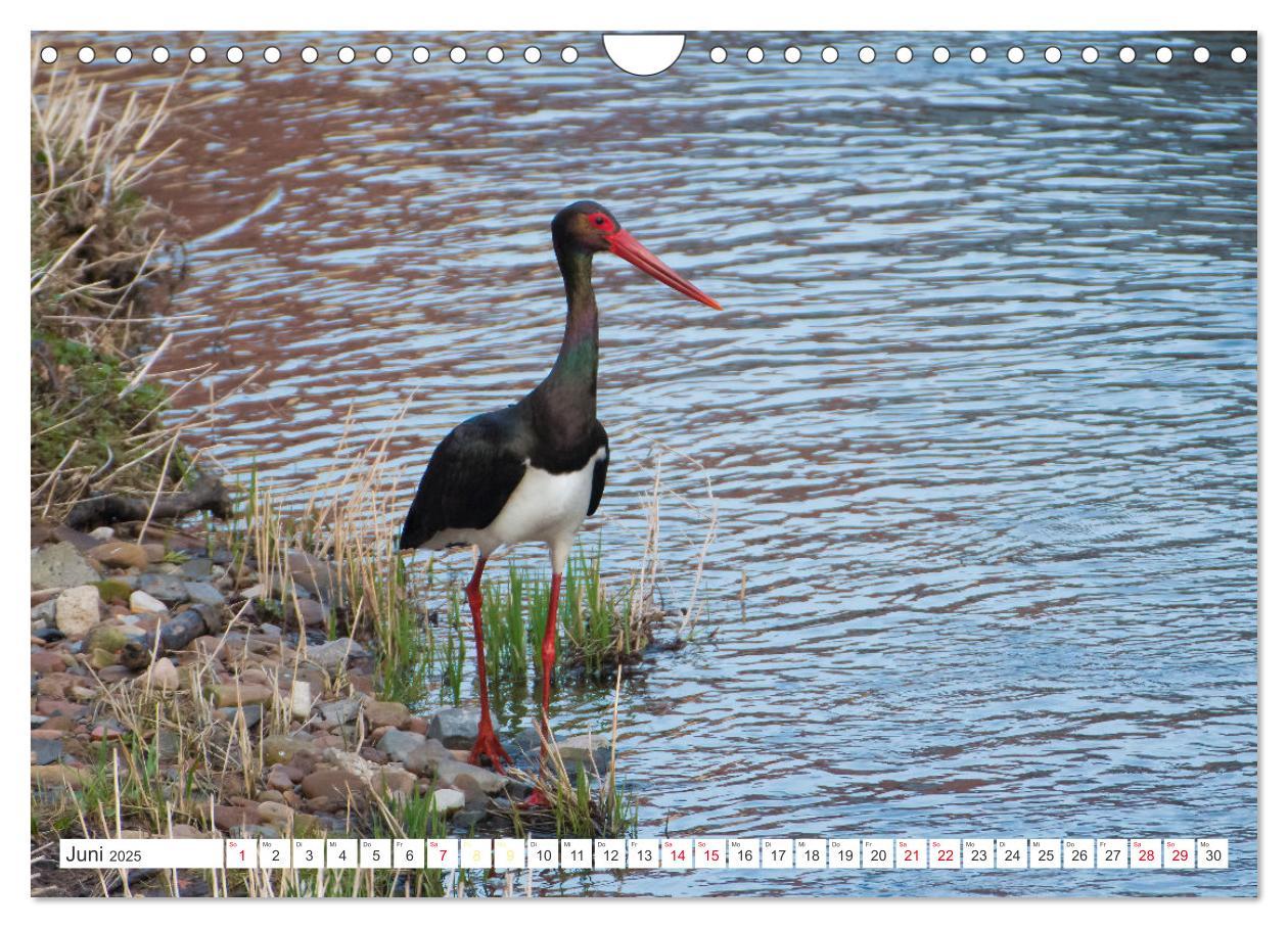 Bild: 9783383955235 | Naturschönheiten im Biosphärerenreservat Rhön (Wandkalender 2025...