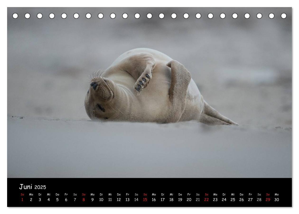 Bild: 9783435712014 | Robben auf Helgoland 2025 (Tischkalender 2025 DIN A5 quer),...