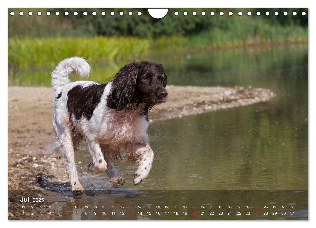 Bild: 9783435633081 | Kleiner Münsterländer Vorstehhund (Wandkalender 2025 DIN A4 quer),...